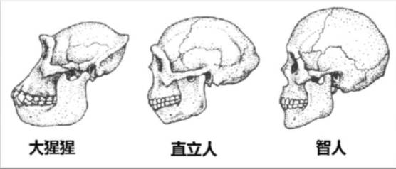 點解要剝智慧牙