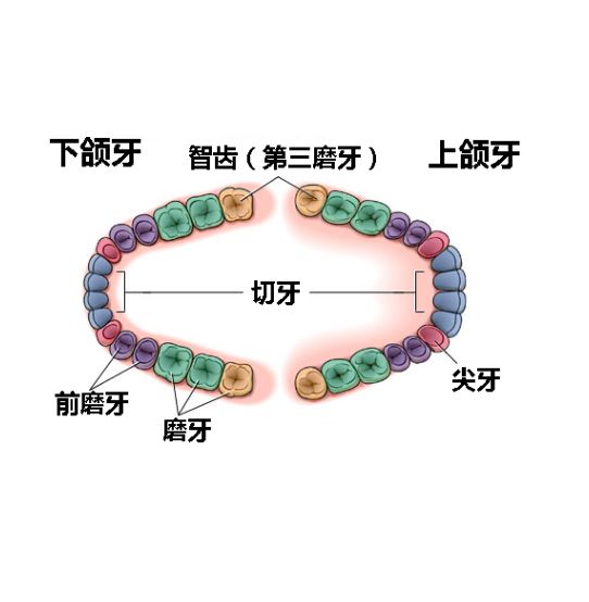 拔智齒真的可以瘦臉嗎？